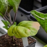 Zašto listovi sadnica patlidžana pobijele